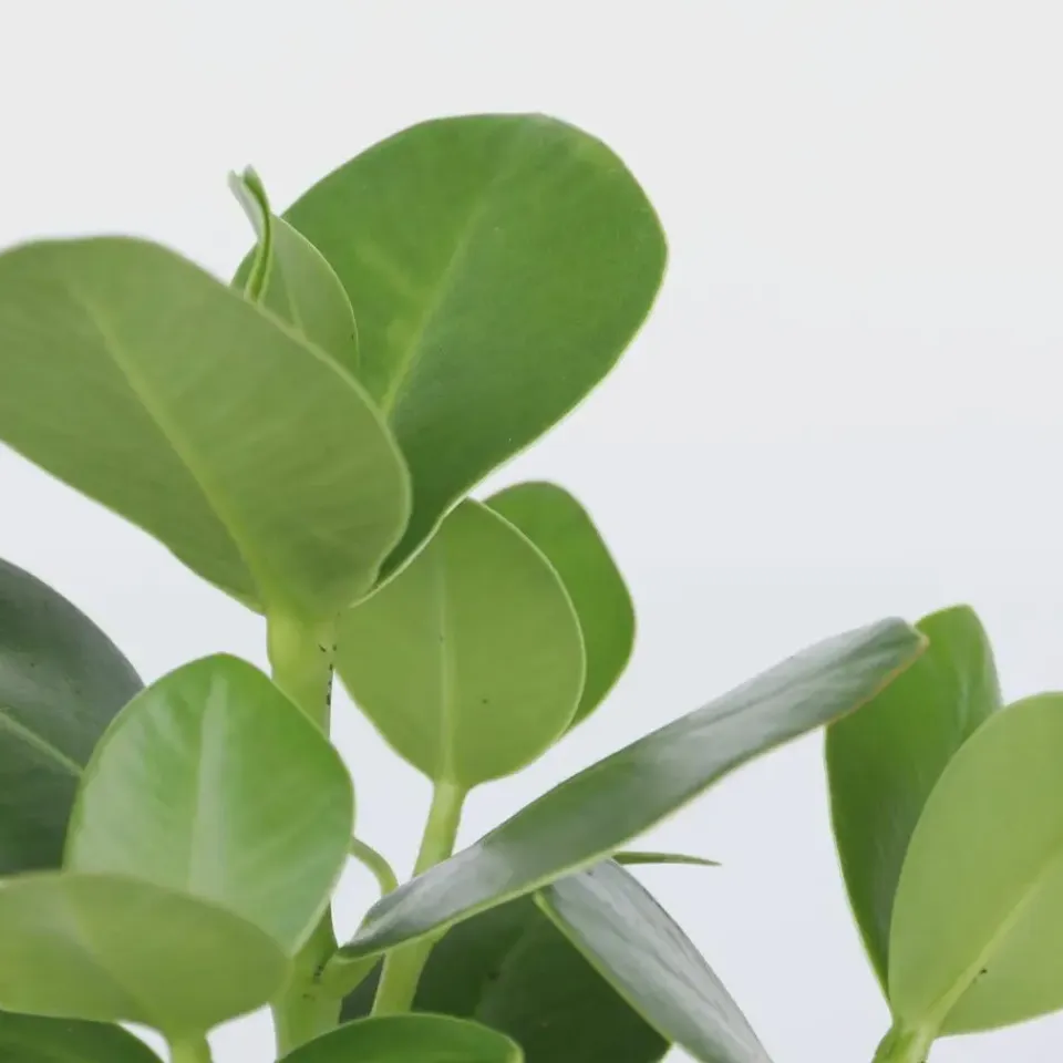 Plant in a Box Varkensboom - Clusia rosea 'Princess' - Hoogte 50-60cm - ⌀17cm Discount