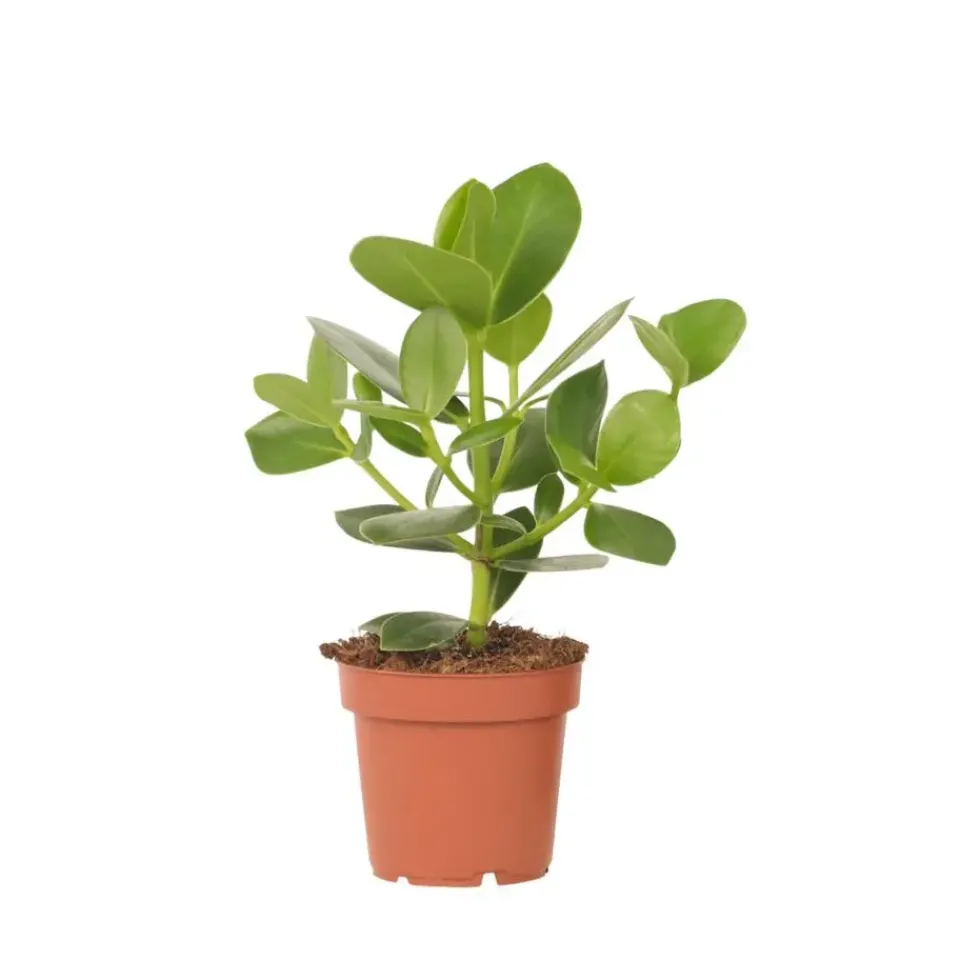 Plant in a Box Varkensboom - Clusia rosea 'Princess' - Hoogte 25-35cm - ⌀12cm Discount