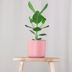 Plant in a Box Varkensboom - Clusia rosea 'Princess' - Hoogte 25-35cm - ⌀12cm Discount