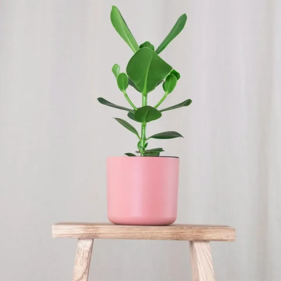 Plant in a Box Varkensboom - Clusia rosea 'Princess' - Hoogte 25-35cm - ⌀12cm Discount