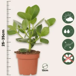 Plant in a Box Varkensboom - Clusia rosea 'Princess' - Hoogte 25-35cm - ⌀12cm Discount