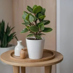 Plant in a Box Varkensboom - Clusia rosea 'Princess' - Hoogte 25-35cm - ⌀12cm Discount