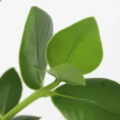 Plant in a Box Varkensboom - Clusia rosea 'Princess' - Hoogte 25-35cm - ⌀20cm