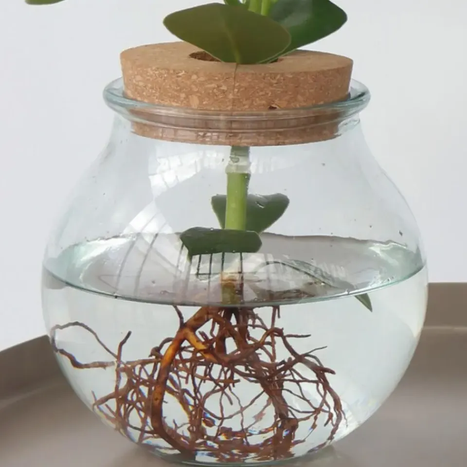 Plant in a Box Varkensboom - Clusia rosea 'Princess' - Hoogte 25-35cm - ⌀20cm