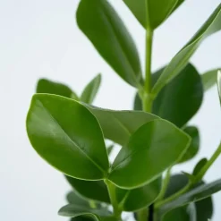 Plant in a Box Varkensboom - Clusia rosea 'Princess' - Hoogte 25-35cm - ⌀20cm