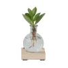 Plant in a Box Varkensboom in glas met verlichting - Clusia rosea - Hoogte 15-20cm - ⌀8cm Outlet