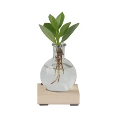 Plant in a Box Varkensboom in glas met verlichting - Clusia rosea - Hoogte 15-20cm - ⌀8cm Outlet