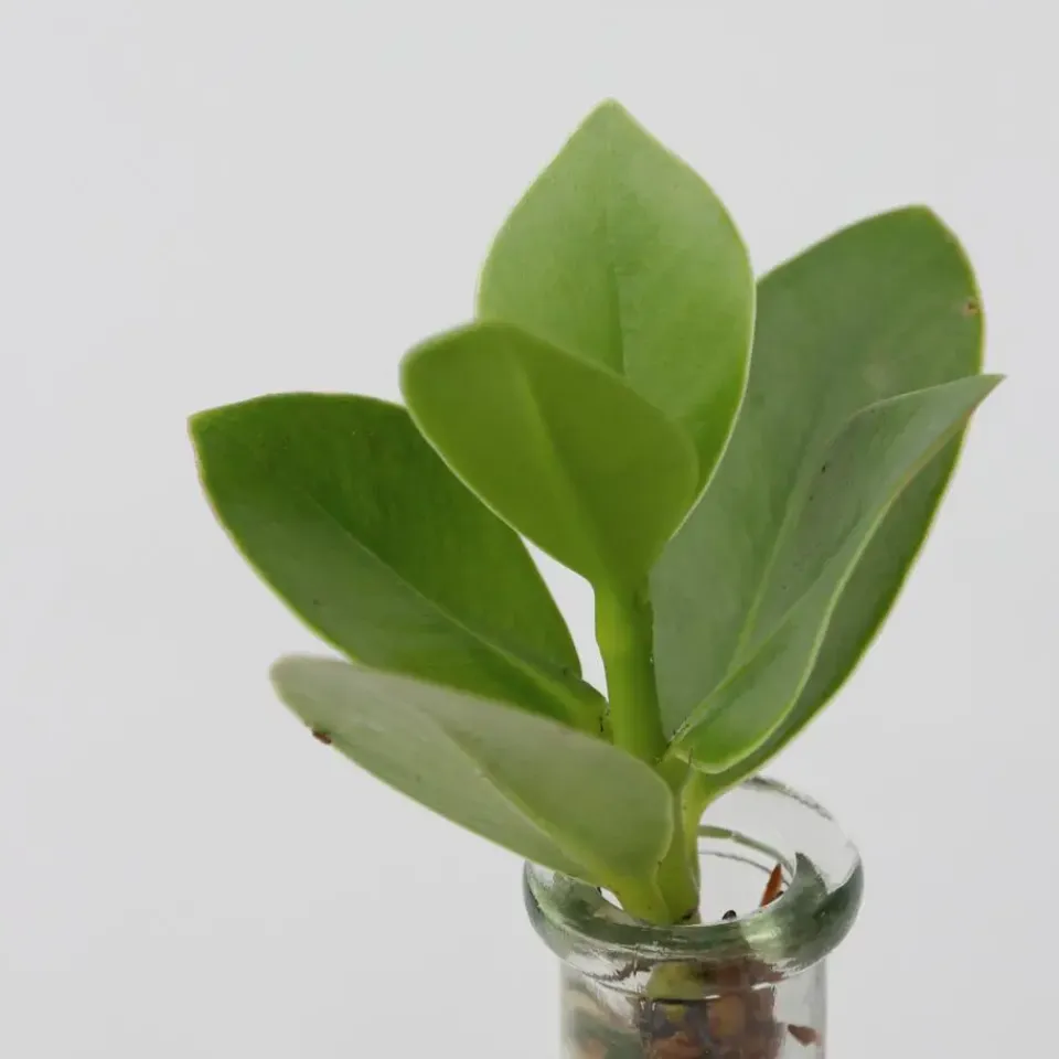 Plant in a Box Varkensboom in glas met verlichting - Clusia rosea - Hoogte 15-20cm - ⌀8cm Outlet