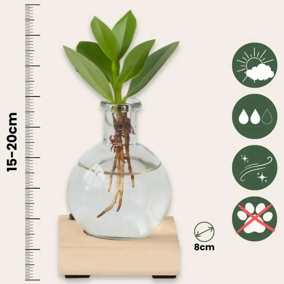 Plant in a Box Varkensboom in glas met verlichting - Clusia rosea - Hoogte 15-20cm - ⌀8cm Outlet