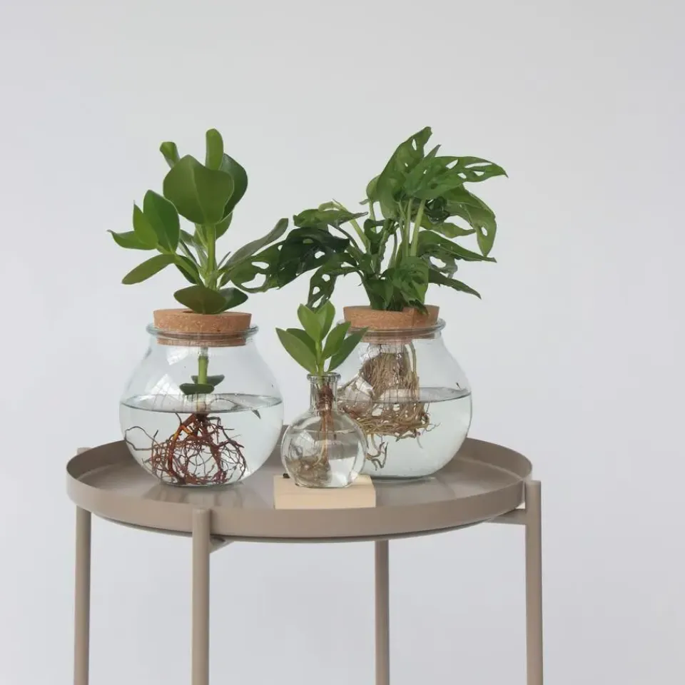 Plant in a Box Varkensboom in glas met verlichting - Clusia rosea - Hoogte 15-20cm - ⌀8cm Outlet