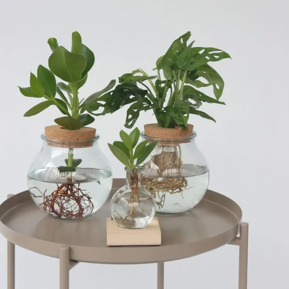 Plant in a Box Varkensboom in glas met verlichting - Clusia rosea - Hoogte 15-20cm - ⌀8cm Outlet