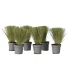 Plant in a Box Vedergras - Set van 6 - Stipa tenuifolia 'Pony Tails' - Hoogte 20-30cm - ⌀9cm Best
