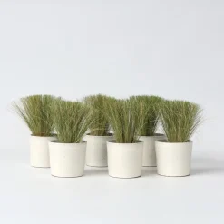 Plant in a Box Vedergras - Set van 6 - Stipa tenuifolia 'Pony Tails' - Hoogte 20-30cm - ⌀9cm Best