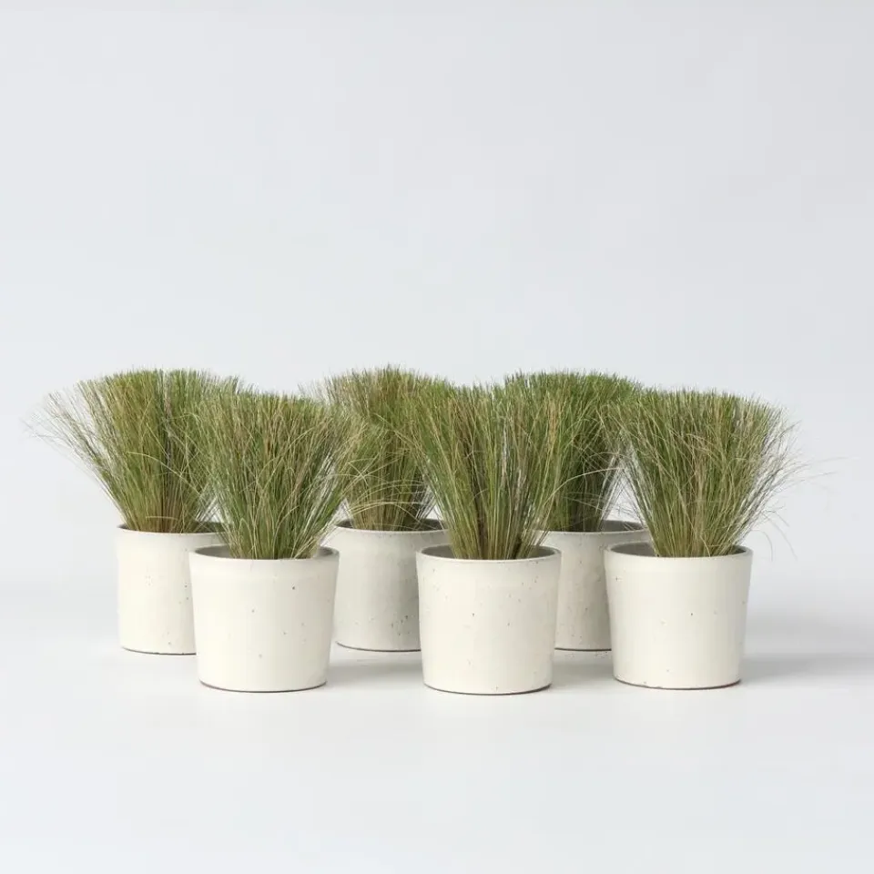 Plant in a Box Vedergras - Set van 6 - Stipa tenuifolia 'Pony Tails' - Hoogte 20-30cm - ⌀9cm Best