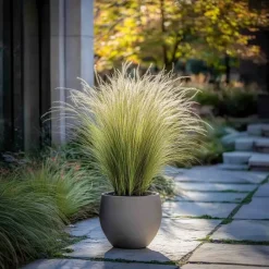 Plant in a Box Vedergras - Set van 6 - Stipa tenuifolia 'Pony Tails' - Hoogte 20-30cm - ⌀9cm Best