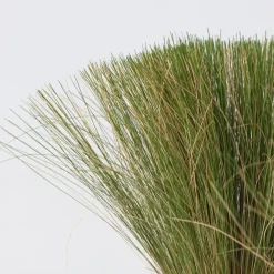 Plant in a Box Vedergras - Set van 6 - Stipa tenuifolia 'Pony Tails' - Hoogte 20-30cm - ⌀9cm Best