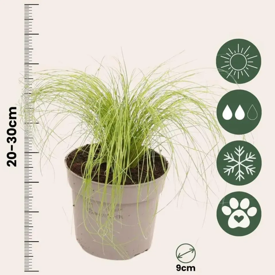 Plant in a Box Vedergras - Set van 6 - Stipa tenuifolia 'Pony Tails' - Hoogte 20-30cm - ⌀9cm Best