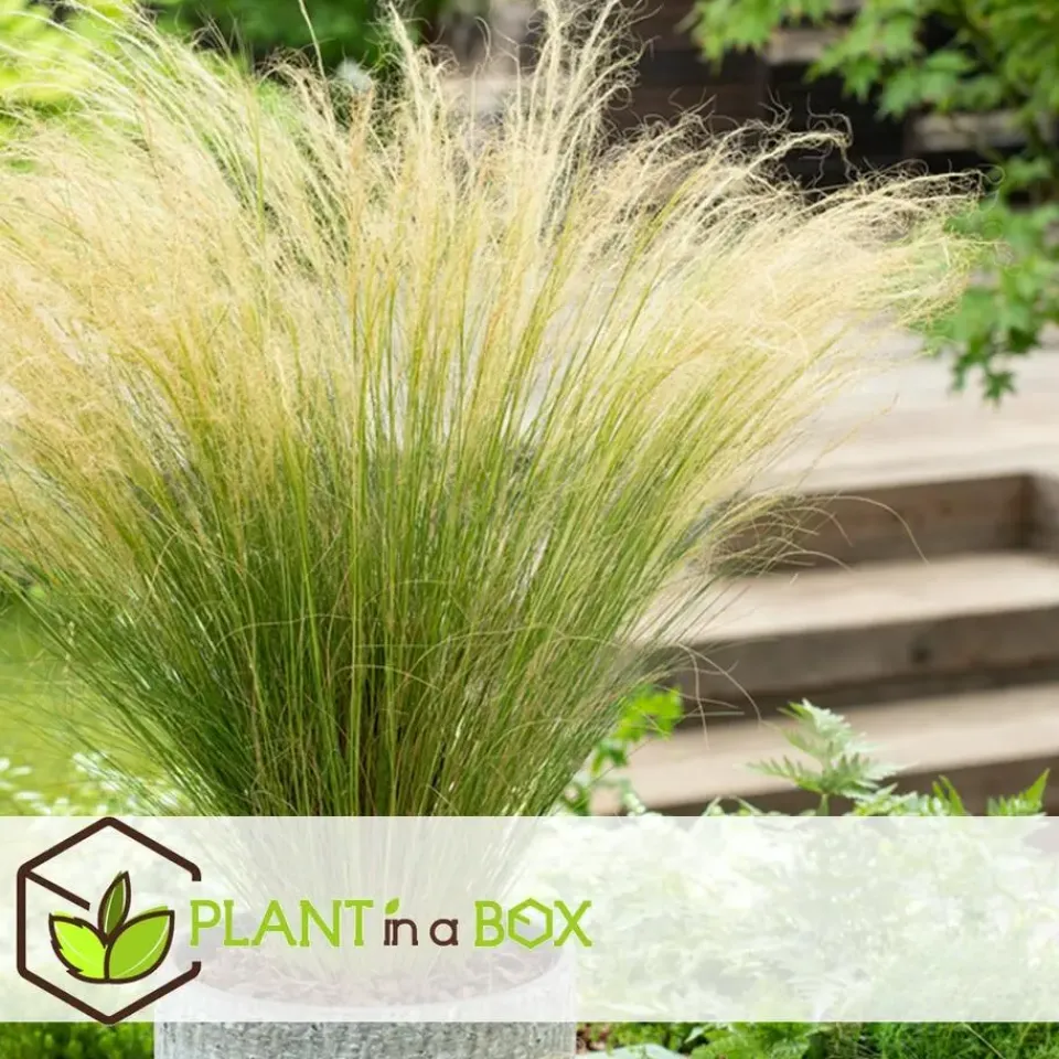 Plant in a Box Vedergras - Set van 6 - Stipa tenuifolia 'Pony Tails' - Hoogte 20-30cm - ⌀9cm Best