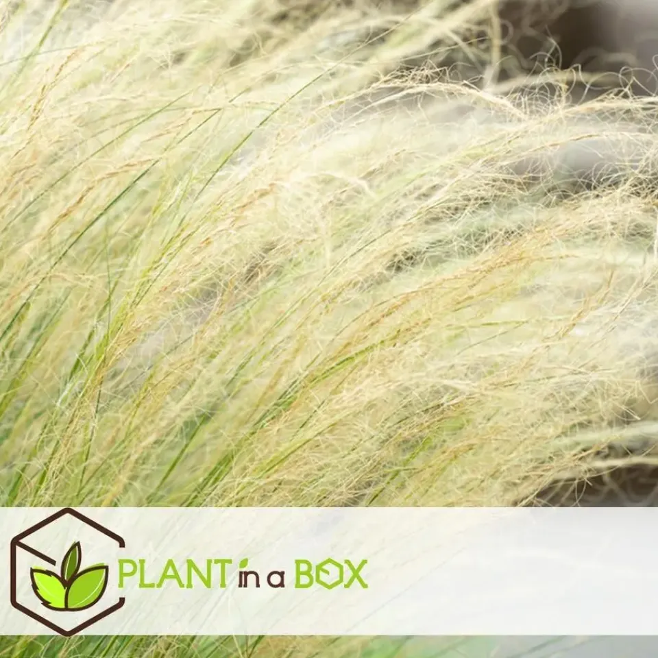 Plant in a Box Vedergras - Set van 6 - Stipa tenuifolia 'Pony Tails' - Hoogte 20-30cm - ⌀9cm Best