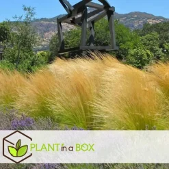 Plant in a Box Vedergras - Set van 6 - Stipa tenuifolia 'Pony Tails' - Hoogte 20-30cm - ⌀9cm Best