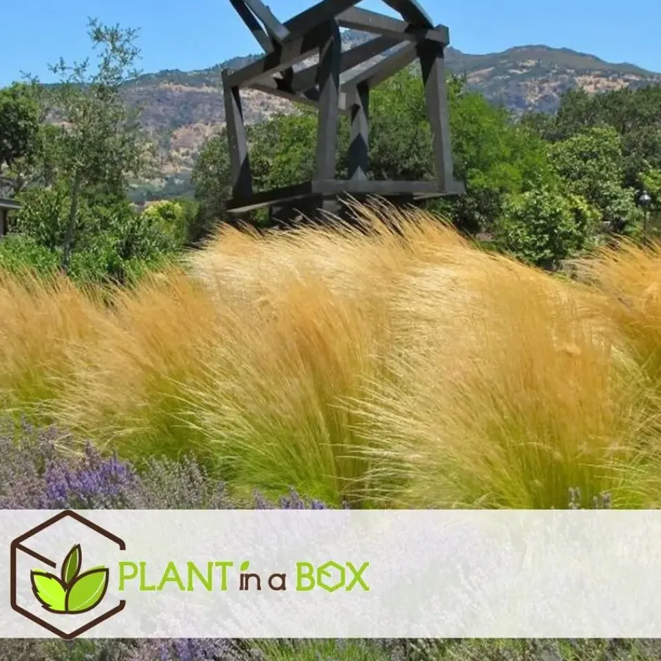Plant in a Box Vedergras - Set van 6 - Stipa tenuifolia 'Pony Tails' - Hoogte 20-30cm - ⌀9cm Best