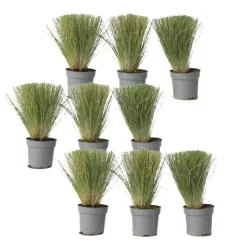 Plant in a Box Vedergras - Set van 9 - Stipa tenuifolia 'Pony Tails' - Hoogte 20-30cm - ⌀9cm Discount