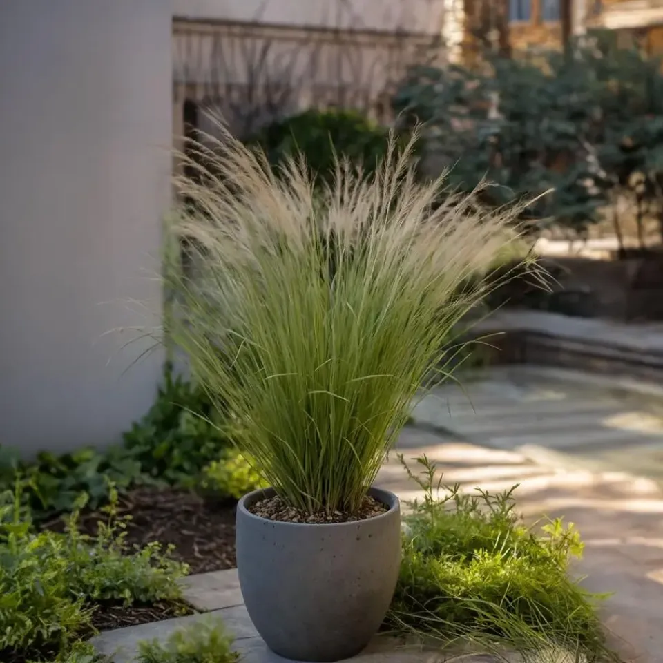 Plant in a Box Vedergras - Set van 9 - Stipa tenuifolia 'Pony Tails' - Hoogte 20-30cm - ⌀9cm Discount