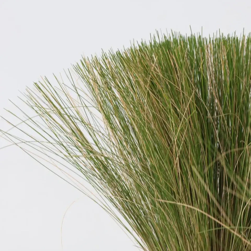 Plant in a Box Vedergras - Set van 9 - Stipa tenuifolia 'Pony Tails' - Hoogte 20-30cm - ⌀9cm Discount