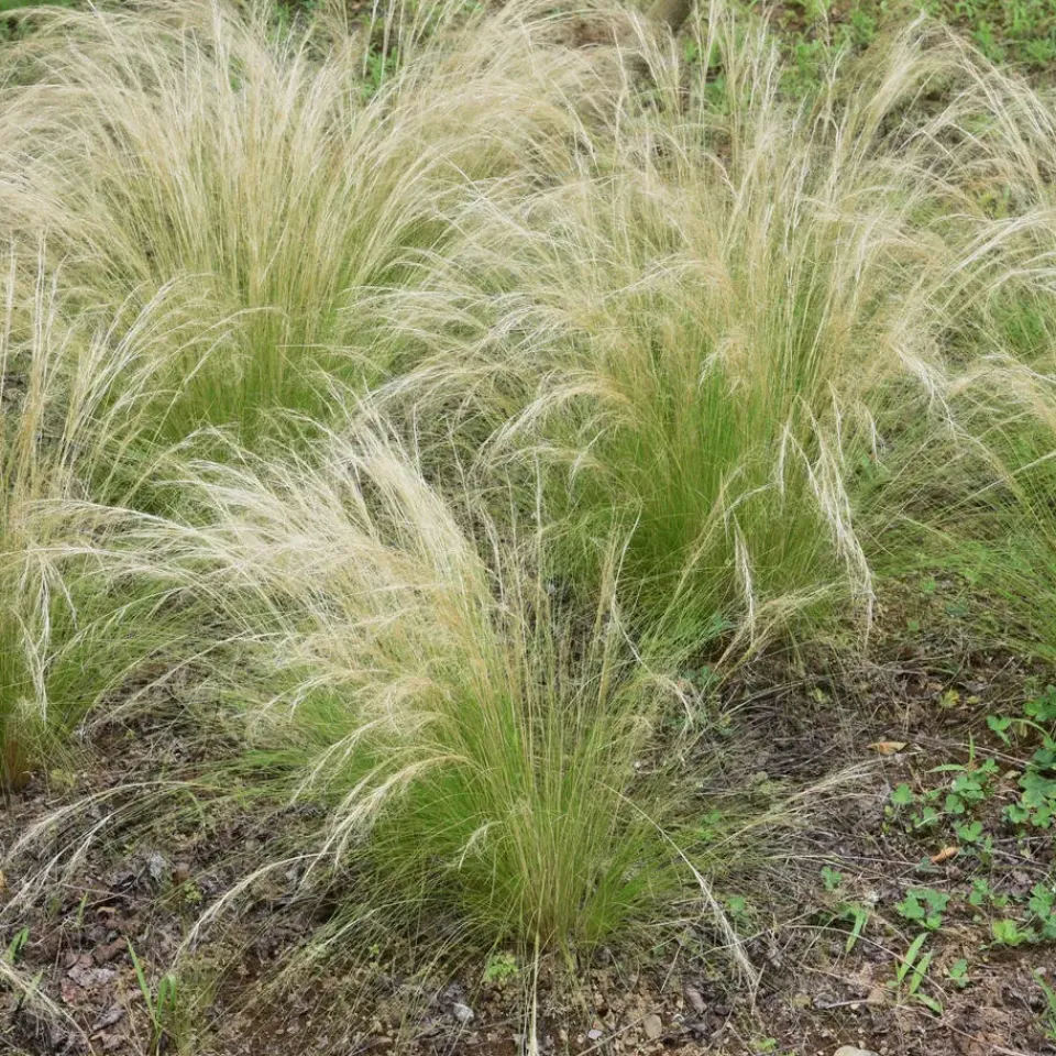 Plant in a Box Vedergras - Set van 9 - Stipa tenuifolia 'Pony Tails' - Hoogte 20-30cm - ⌀9cm Discount