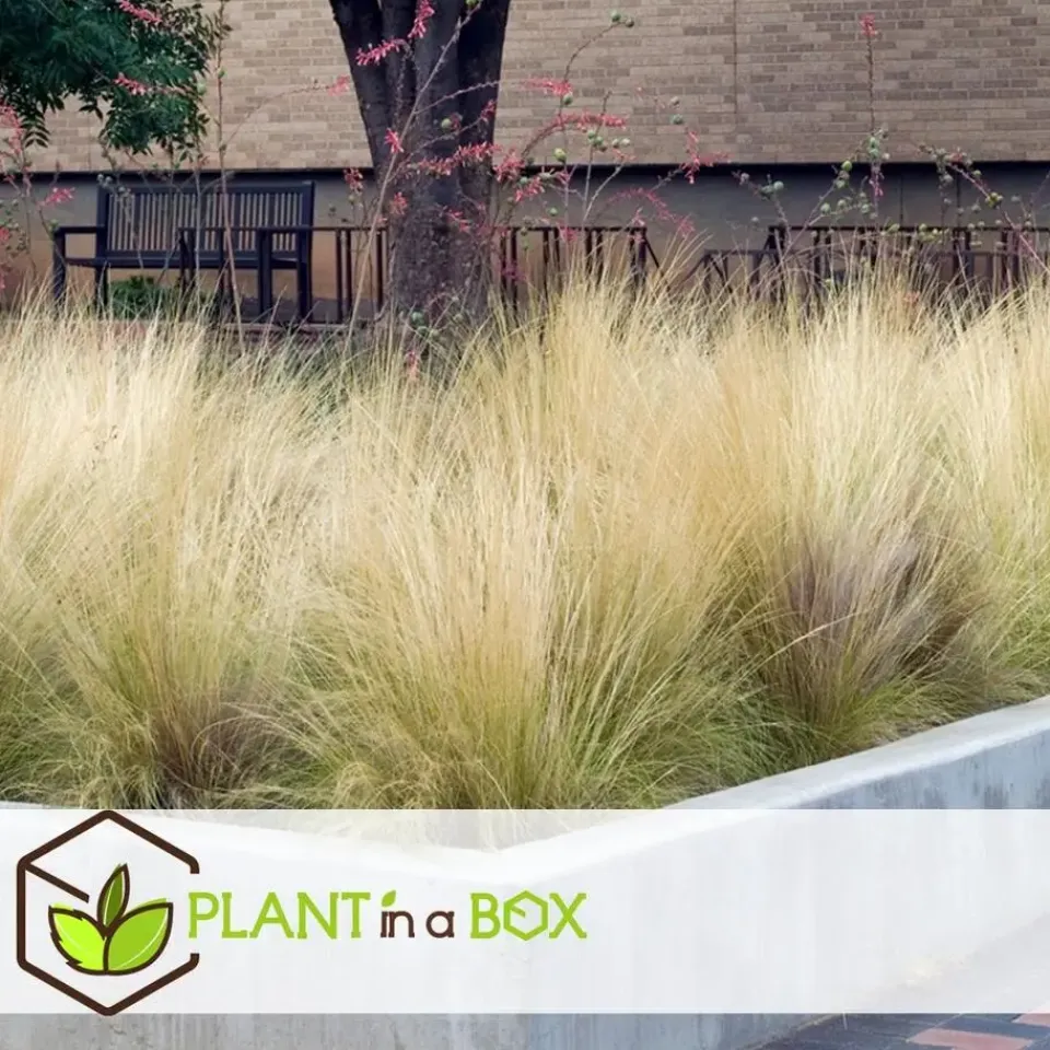 Plant in a Box Vedergras - Set van 9 - Stipa tenuifolia 'Pony Tails' - Hoogte 20-30cm - ⌀9cm Discount