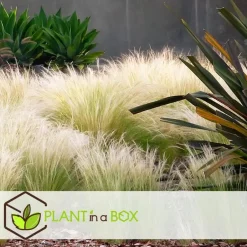 Plant in a Box Vedergras - Set van 9 - Stipa tenuifolia 'Pony Tails' - Hoogte 20-30cm - ⌀9cm Discount