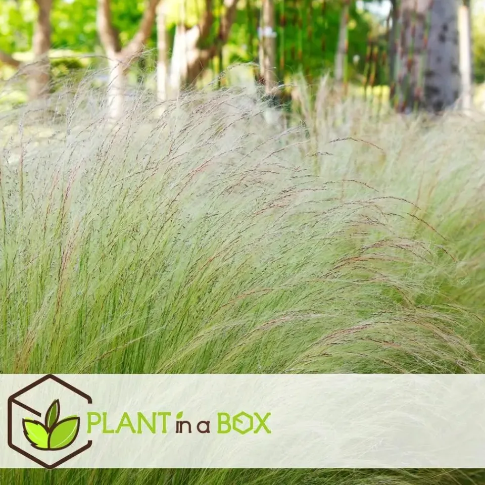 Plant in a Box Vedergras - Set van 9 - Stipa tenuifolia 'Pony Tails' - Hoogte 20-30cm - ⌀9cm Discount