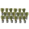 Plant in a Box Vedergras - Set van 18 - Stipa tenuifolia 'Pony Tails' - Hoogte 20-30cm - ⌀9cm