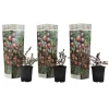 Plant in a Box Veenbes - Set van 3 - Vaccinium macrocarpon 'Cranberry' - Hoogte 10-20cm - ⌀9cm Outlet
