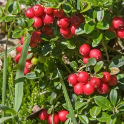 Plant in a Box Veenbes - Set van 3 - Vaccinium macrocarpon 'Cranberry' - Hoogte 10-20cm - ⌀9cm Outlet