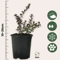 Plant in a Box Veenbes - Set van 3 - Vaccinium macrocarpon 'Cranberry' - Hoogte 10-20cm - ⌀9cm Outlet