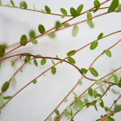 Plant in a Box Veenbes - Set van 3 - Vaccinium macrocarpon 'Cranberry' - Hoogte 10-20cm - ⌀9cm Outlet