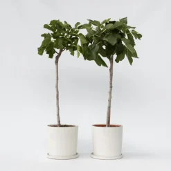 Plant in a Box Vijgenboom - Set van 2 - Ficus Carica - Hoogte 70-90cm - ⌀21cm