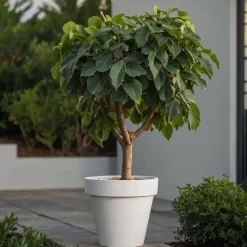 Plant in a Box Vijgenboom - Set van 2 - Ficus Carica - Hoogte 70-90cm - ⌀21cm
