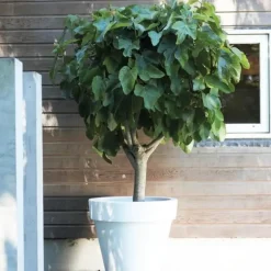 Plant in a Box Vijgenboom - Set van 2 - Ficus carica 'Brown Turkey' - Hoogte 25-40cm - ⌀9cm Online
