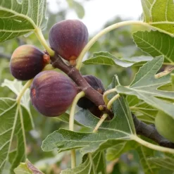 Plant in a Box Vijgenboom - Set van 2 - Ficus carica 'Brown Turkey' - Hoogte 25-40cm - ⌀9cm Online