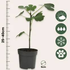 Plant in a Box Vijgenboom - Set van 2 - Ficus carica 'Brown Turkey' - Hoogte 25-40cm - ⌀9cm Online