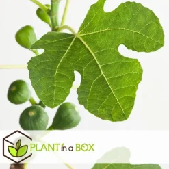 Plant in a Box Vijgenboom - Set van 2 - Ficus carica 'Brown Turkey' - Hoogte 25-40cm - ⌀9cm Online