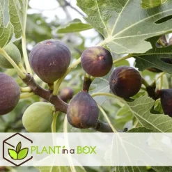 Plant in a Box Vijgenboom - Set van 2 - Ficus carica 'Brown Turkey' - Hoogte 25-40cm - ⌀9cm Online