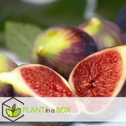 Plant in a Box Vijgenboom - Set van 2 - Ficus carica 'Brown Turkey' - Hoogte 25-40cm - ⌀9cm Online