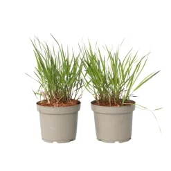 Plant in a Box Vingergras - 2 stuks - Panicum Virgatum 'Squaw' - Hoogte 40-60cm - ⌀23cm Clearance