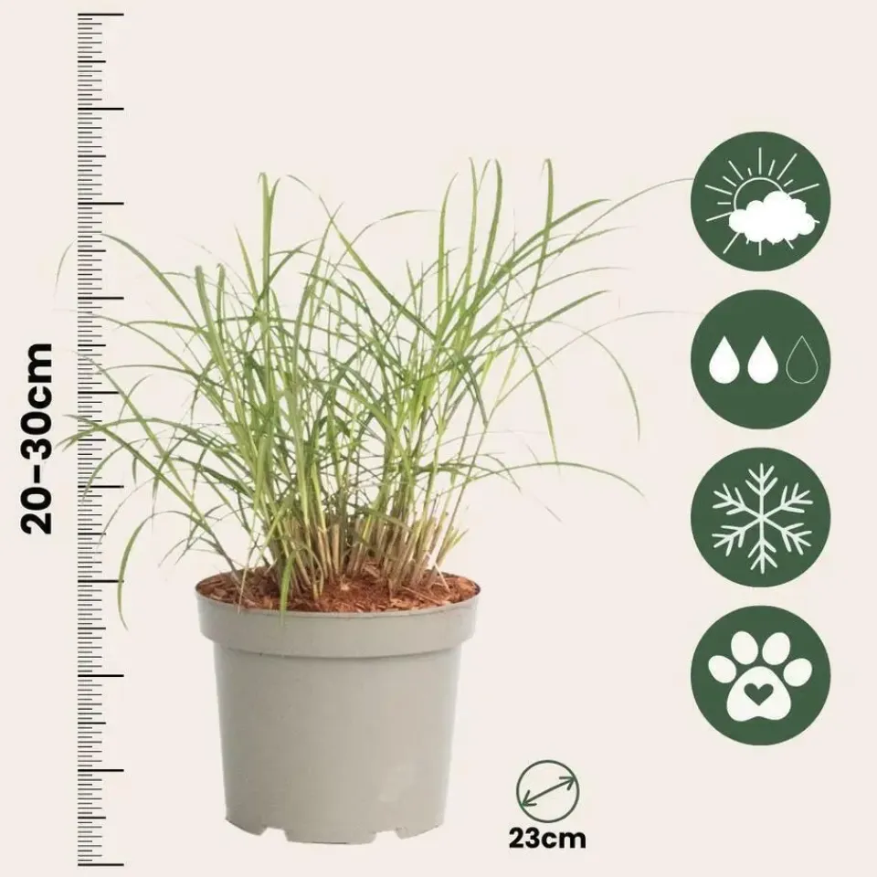 Plant in a Box Vingergras - 2 stuks - Panicum Virgatum 'Squaw' - Hoogte 40-60cm - ⌀23cm Clearance