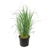 Plant in a Box Vingergras - Panicum virgatum 'Heavy Metal' - Hoogte 40-60cm - ⌀23cm Discount