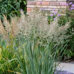 Plant in a Box Vingergras - Panicum virgatum 'Heavy Metal' - Hoogte 40-60cm - ⌀23cm Discount