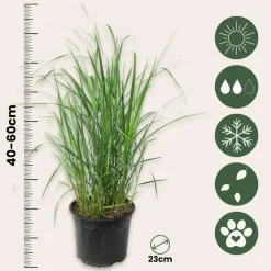 Plant in a Box Vingergras - Panicum virgatum 'Heavy Metal' - Hoogte 40-60cm - ⌀23cm Discount